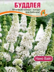 Буддлея Нано Вайт (Давида)