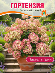 Гортензия Пастель Грин