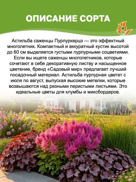 Астильба Пурпуркерцэ