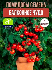 Томат Балконное Чудо