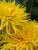 Георгин Энкор (бахромчатый)