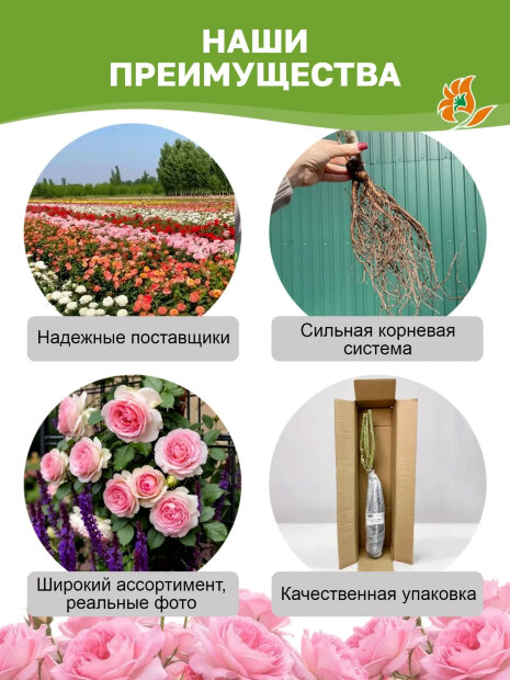 Роза Голден Зест 