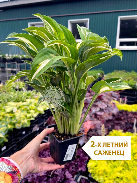 Хоста Снейк Айз (волнистая)