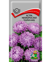 Астра низкорослая Голубой Ковёр