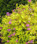 Спирея Голден Карпет (японская) саженцы 