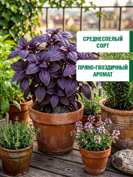 Базилик Ред Рубин семена 