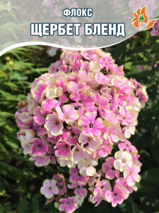 Флокс Щербет Бленд