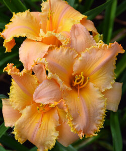 Лилейник Кёнел Мастард Лилейник Кёнел Мастард
