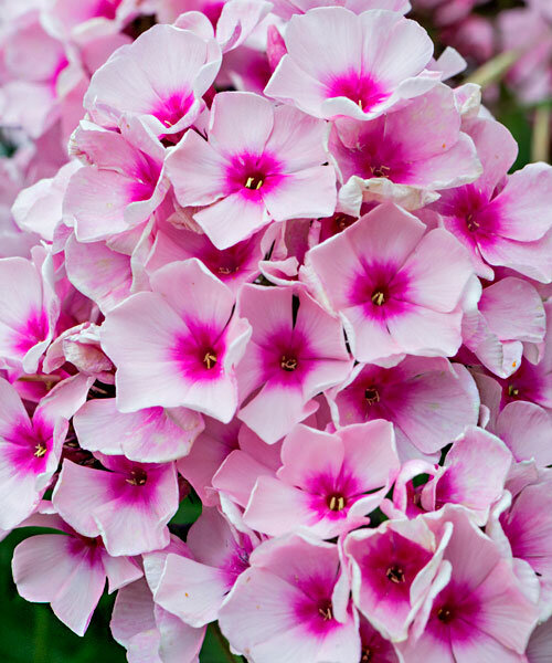 Флокс Бриллиант Айз
