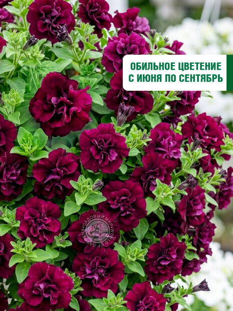 Петуния махровая многоцветковая Дуо Бургунди семена
