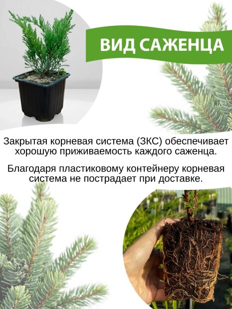 Туя Голден Глоуб (западная)