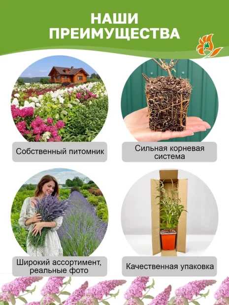 Буддлея Блэк Найт (Давида) саженцы 