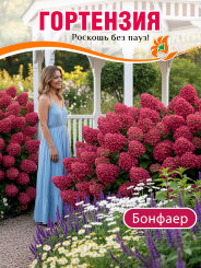 Гортензия Бонфаер
