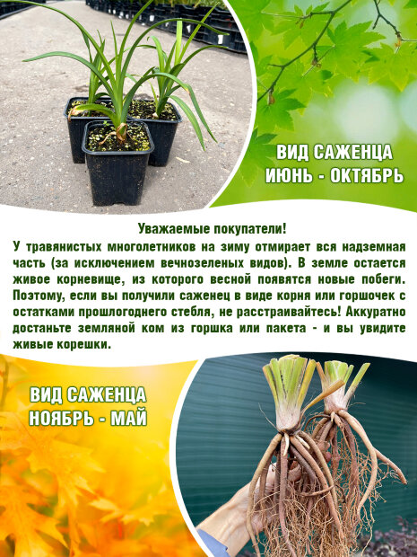 Лилейник Лиль Ред Вагон