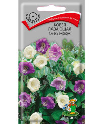 Кобея лазающая Смесь окрасок