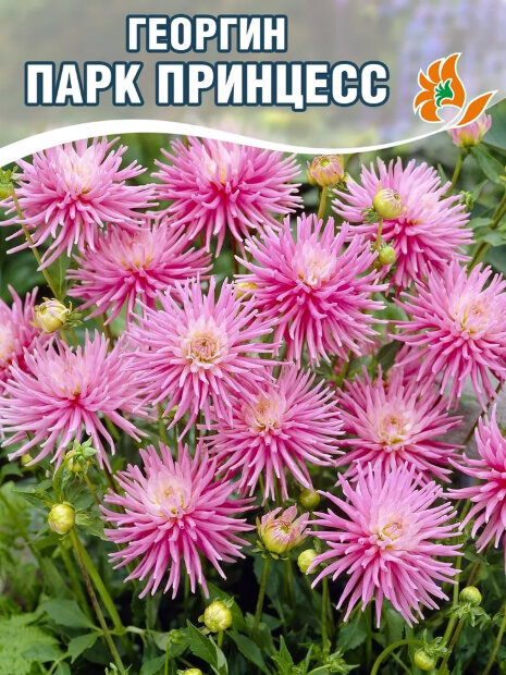 Георгин Парк Принцесс  (низкорослый)