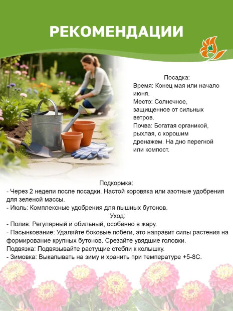 Георгин Парк Принцесс  (низкорослый)