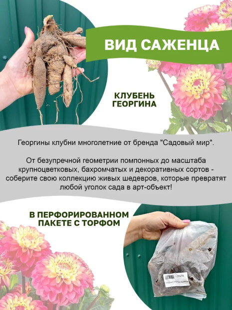 Георгин Парк Принцесс  (низкорослый)